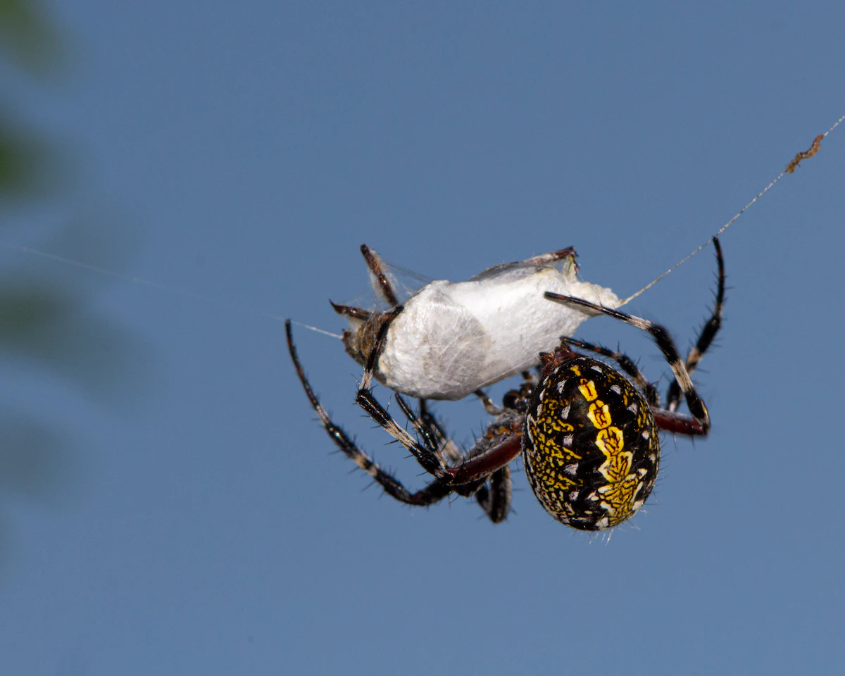 Close macro photograph of a spider, illustrating early pest activity
