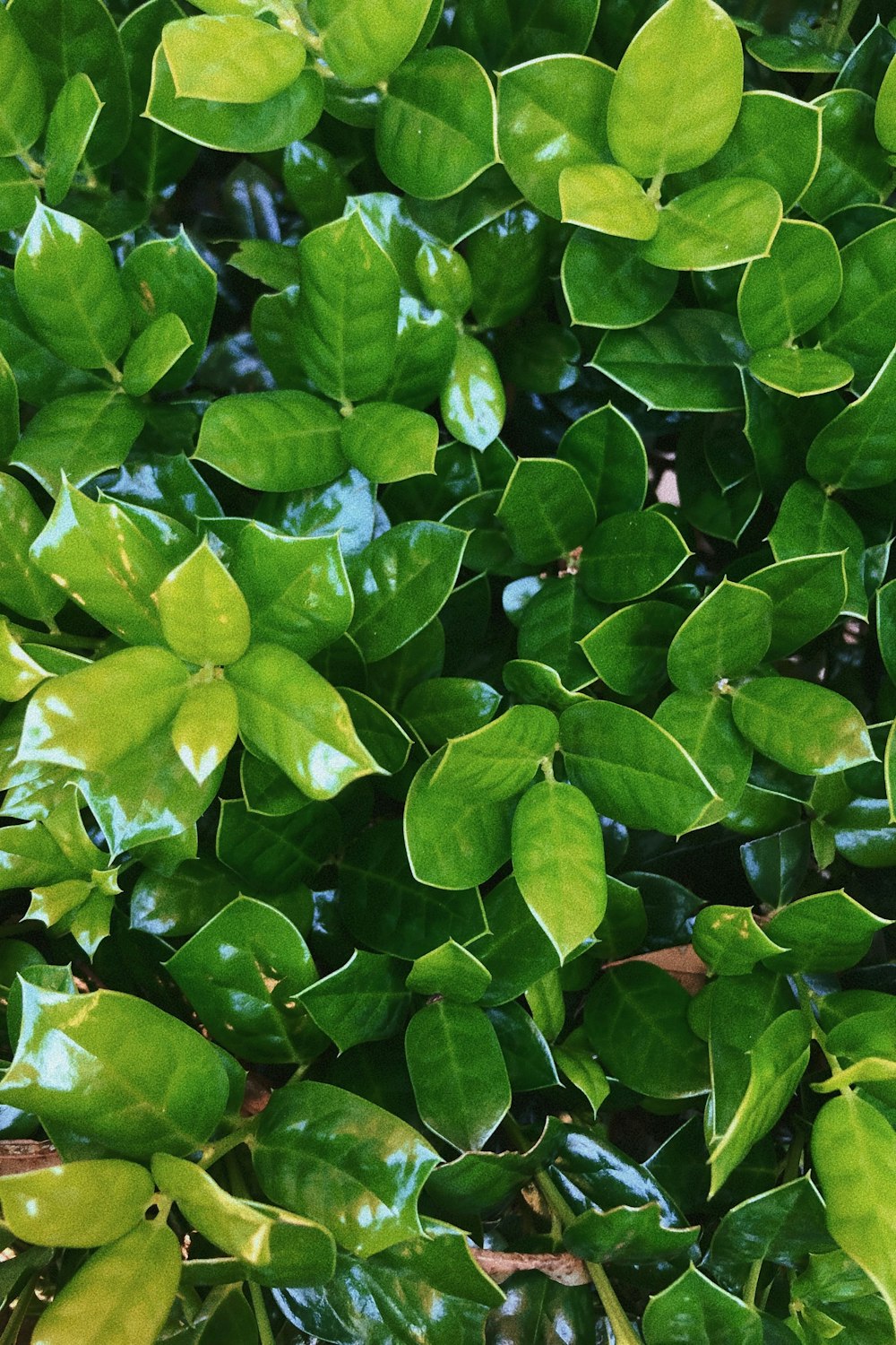 a close up of a plant with green leaves