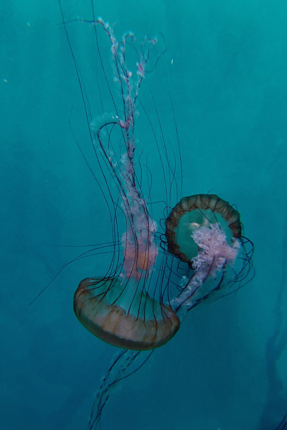 a jellyfish swimming in the blue water