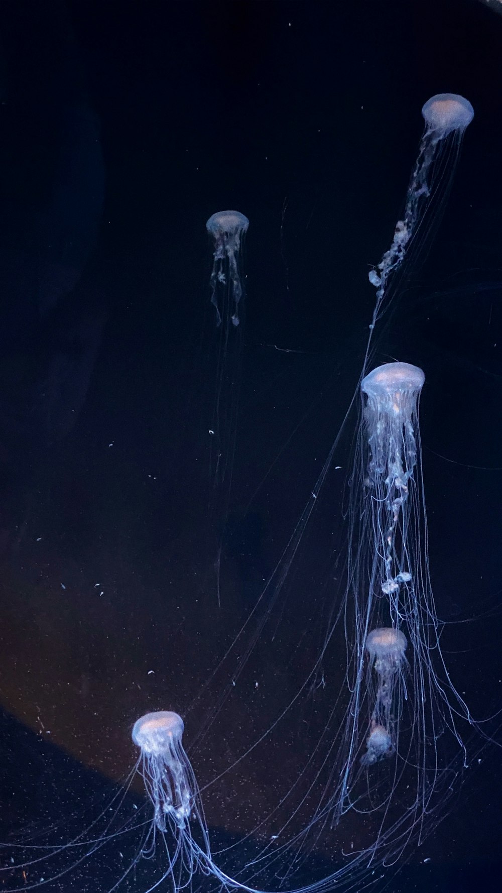 a group of jellyfish floating in the water