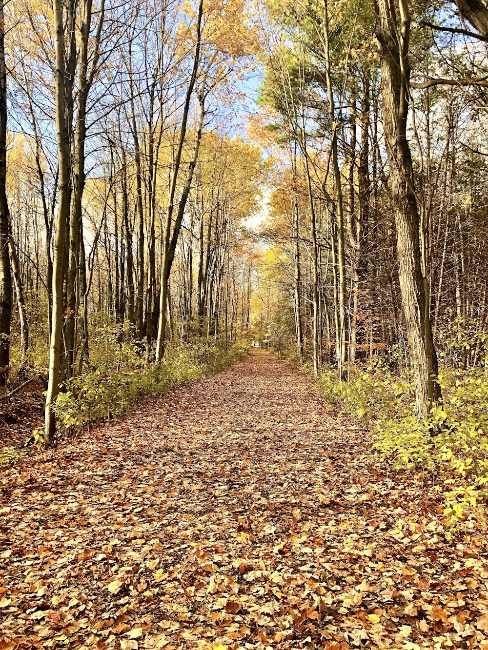 a dirt road surrounded by trees and leaves