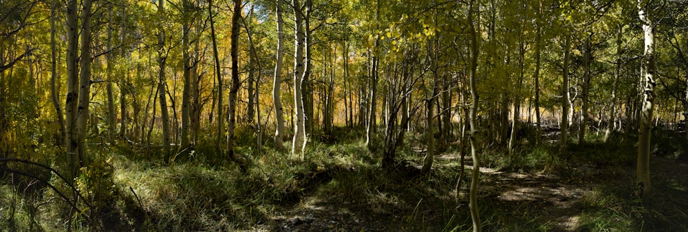 a forest filled with lots of tall trees