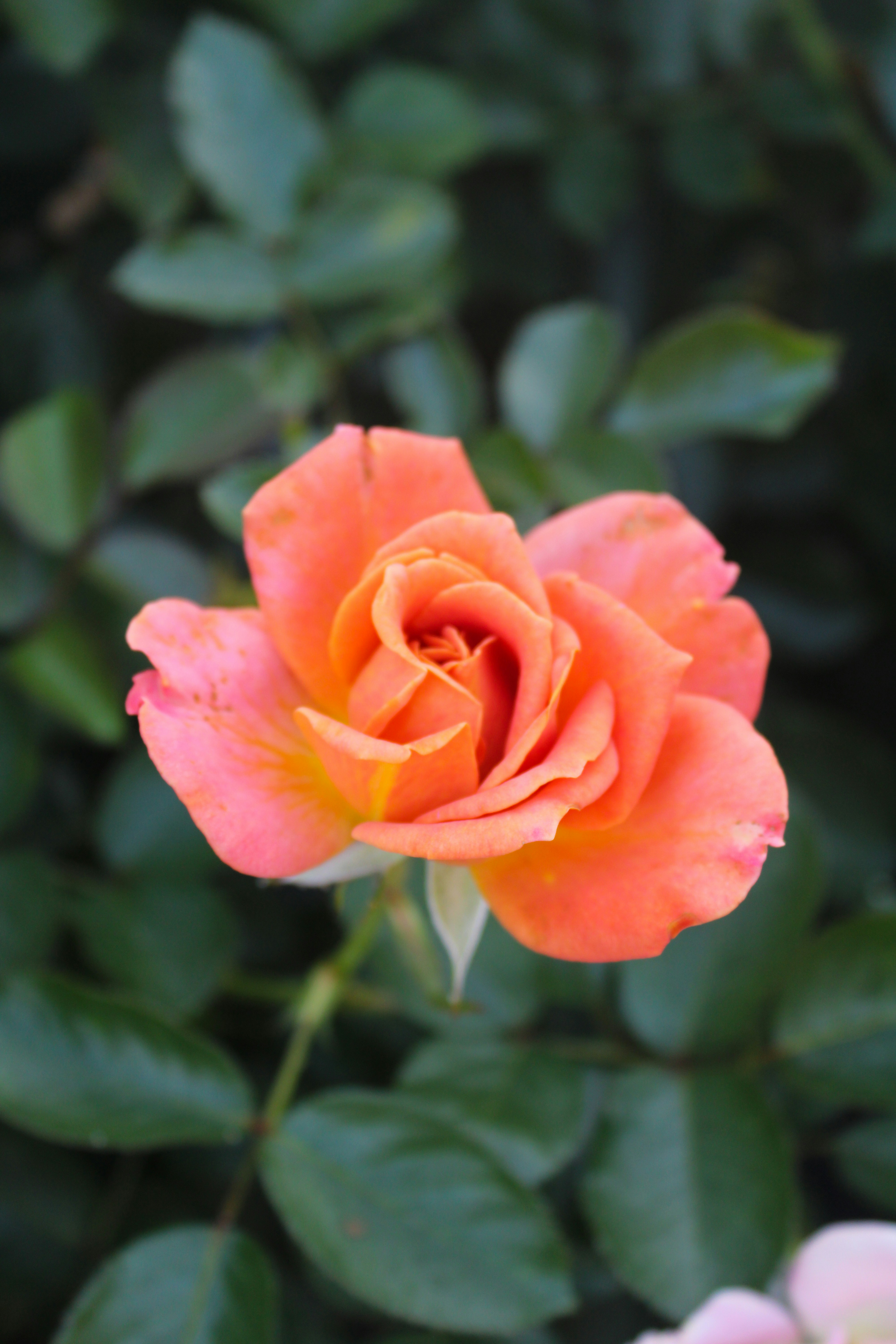 Photo by meshaxphotography