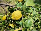 Lemons hanging from a branch surrounded by lush green leaves and small purple buds. The scene is vibrant and fresh, indicating a thriving citrus plant, with a rustic branch texture in the background.