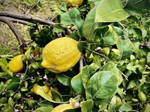 Lemons hanging from a branch surrounded by lush green leaves and small purple buds. The scene is vibrant and fresh, indicating a thriving citrus plant, with a rustic branch texture in the background.