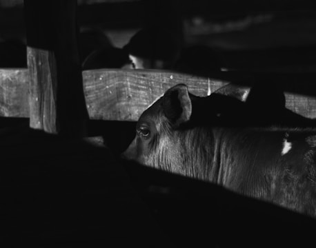 A calf is partially in shadow, standing next to a wooden structure. The light contrasts sharply, highlighting the calf's features while much of its body remains in darkness. The background appears to include additional calves or livestock, mostly obscured by shadows.