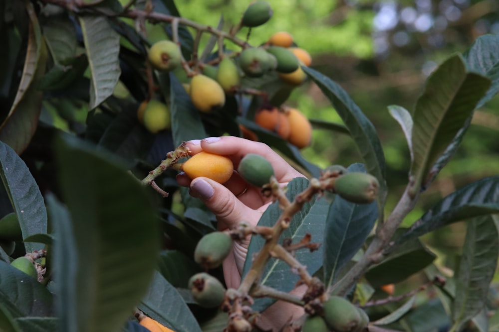 une personne cueillant des fruits d’un arbre