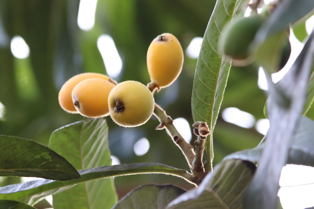 a close up of some fruit on a tree