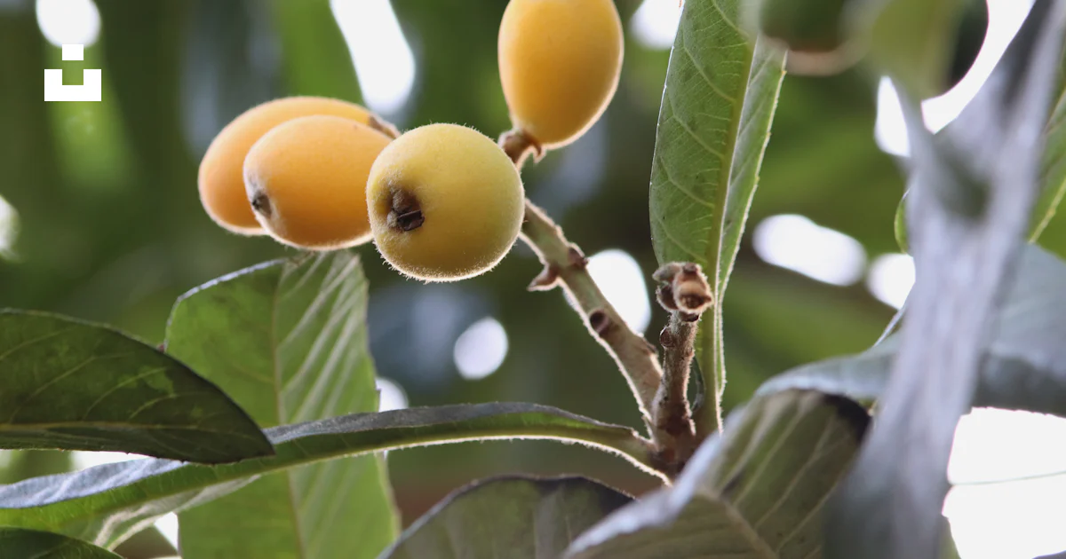A close up of some fruit on a tree photo – Free Food Image on Unsplash