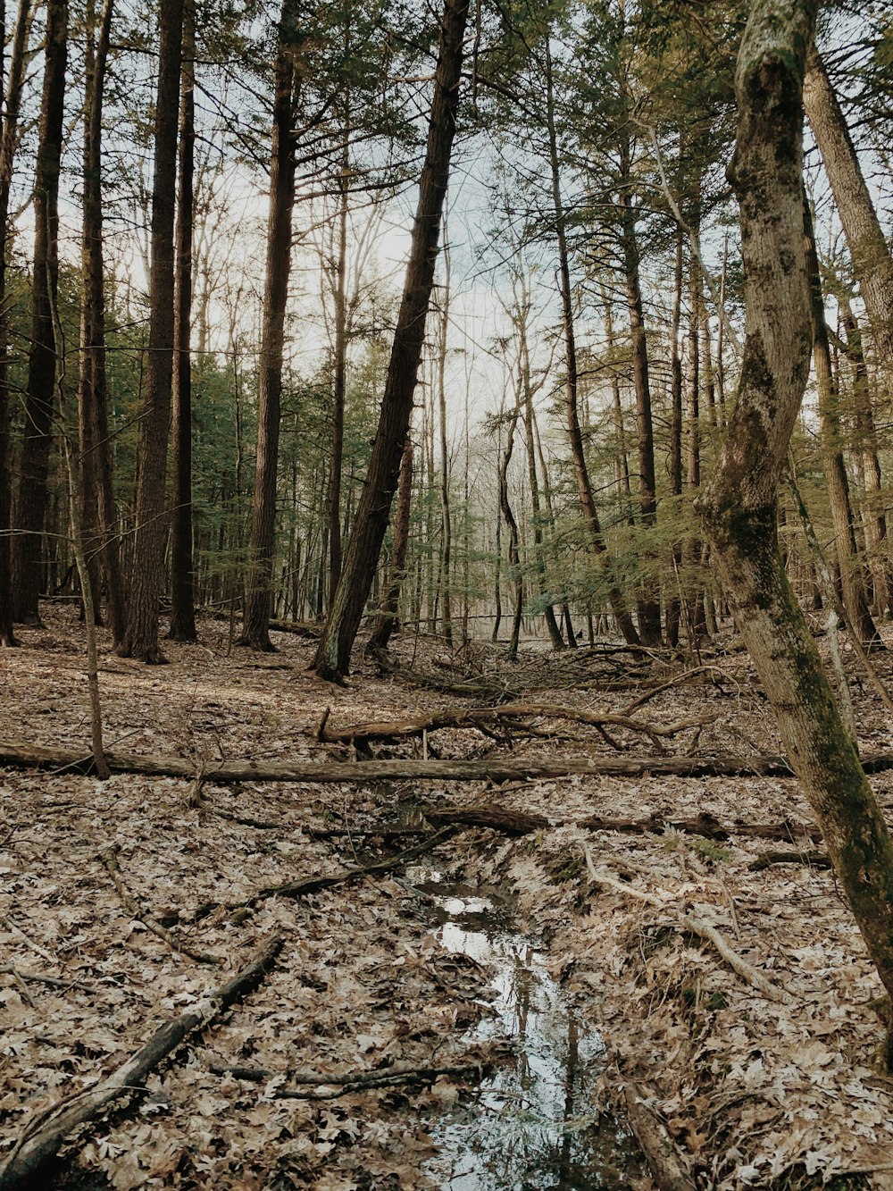 a forest filled with lots of trees and a puddle of water