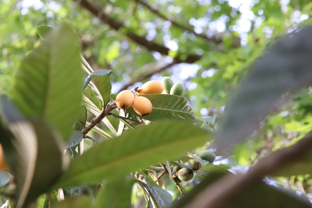 Un árbol lleno de muchas hojas verdes