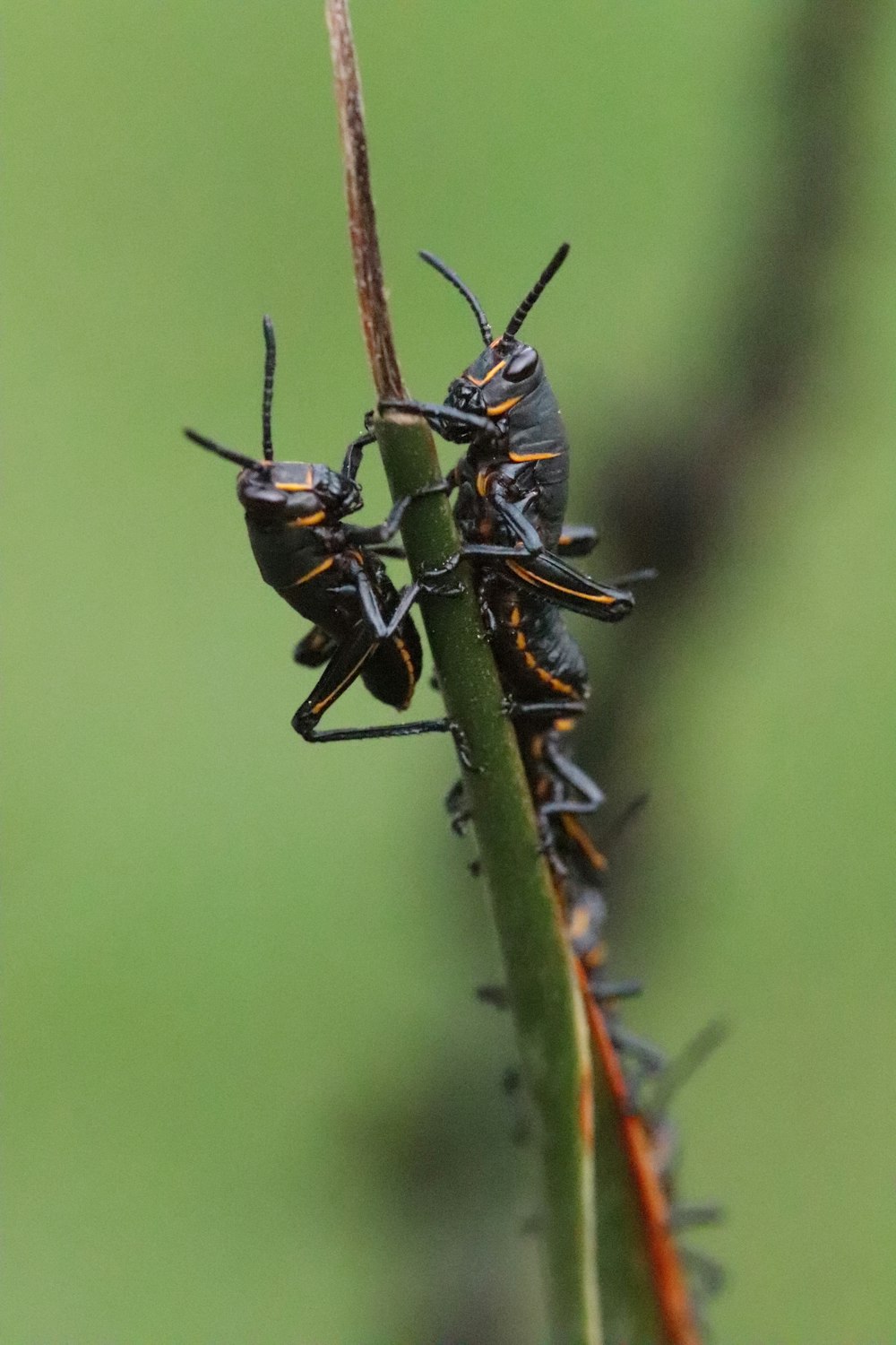 a couple of bugs sitting on top of a plant