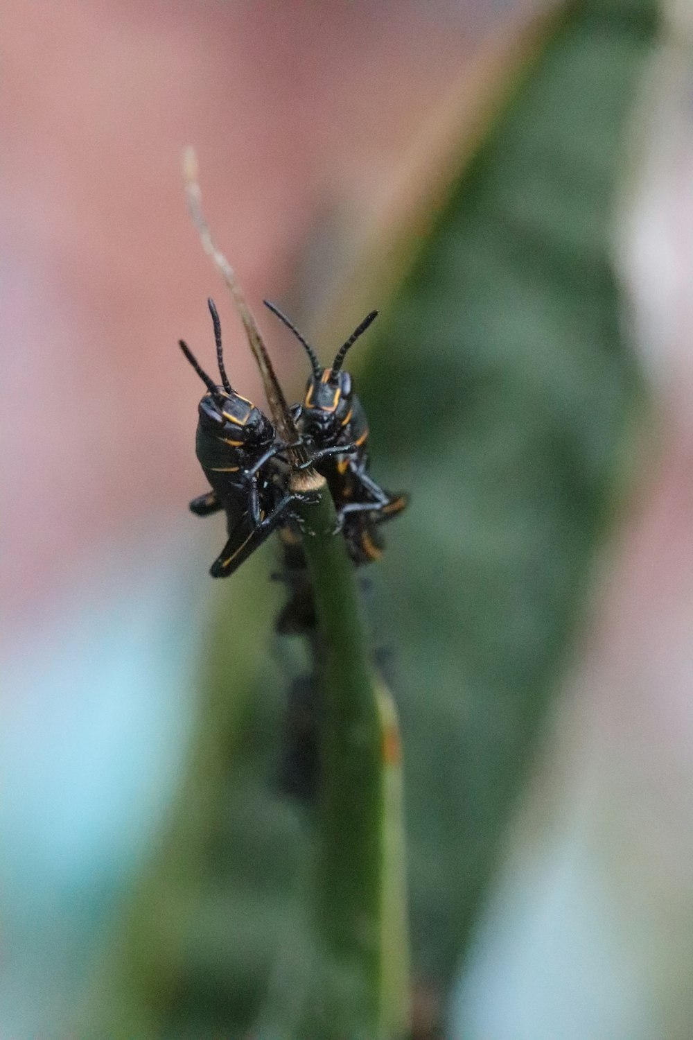 Un par de insectos sentados encima de una planta verde