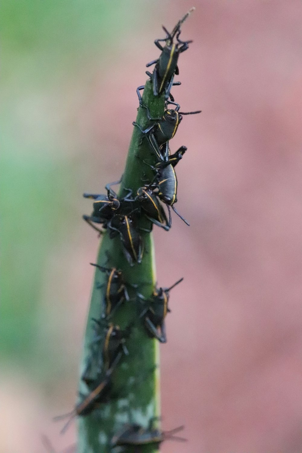 Eine Nahaufnahme einer Pflanze mit vielen Käfern
