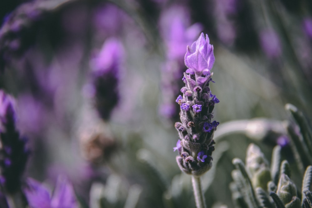 a close up of a bunch of purple flowers