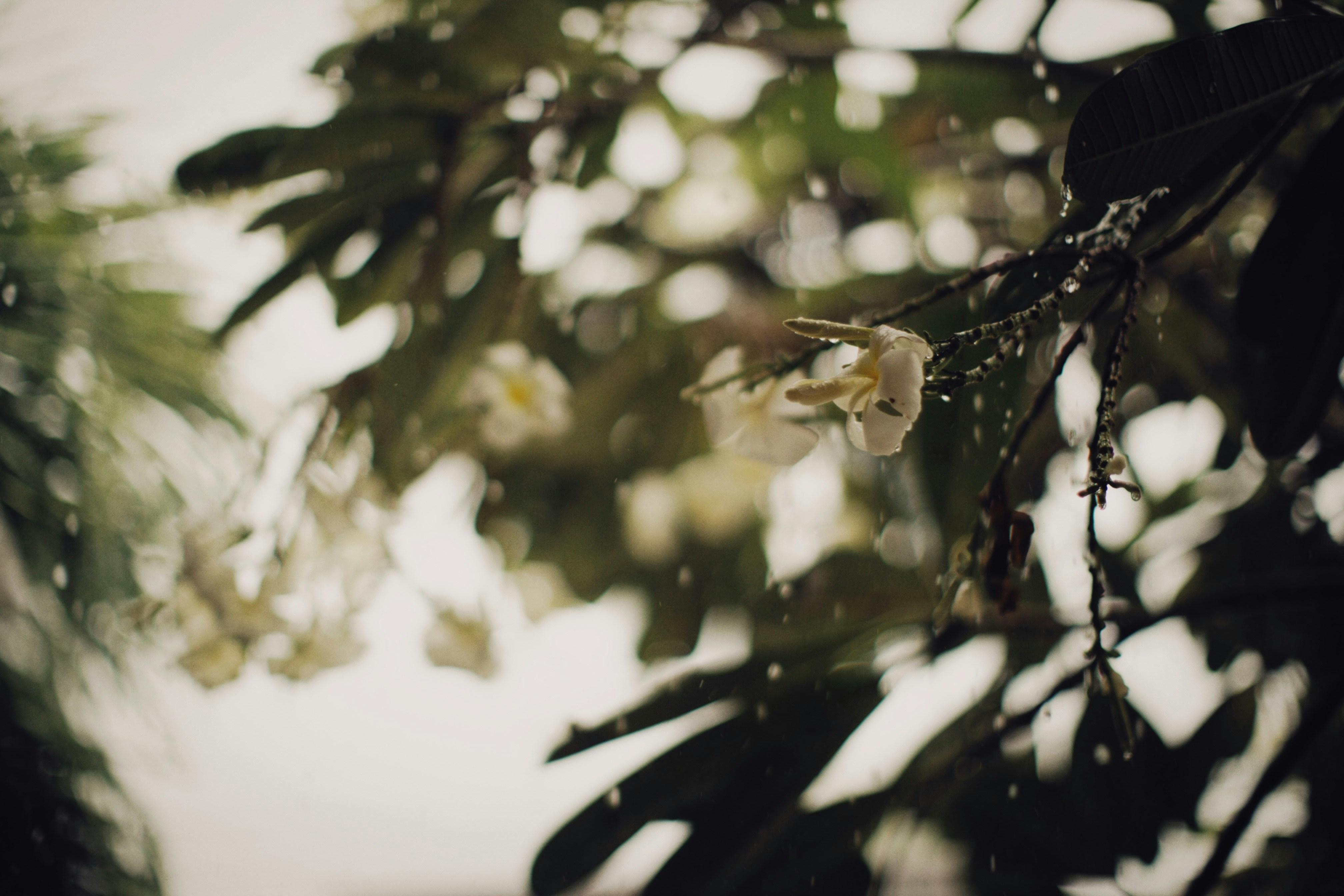 Photo by alexeydemidov
