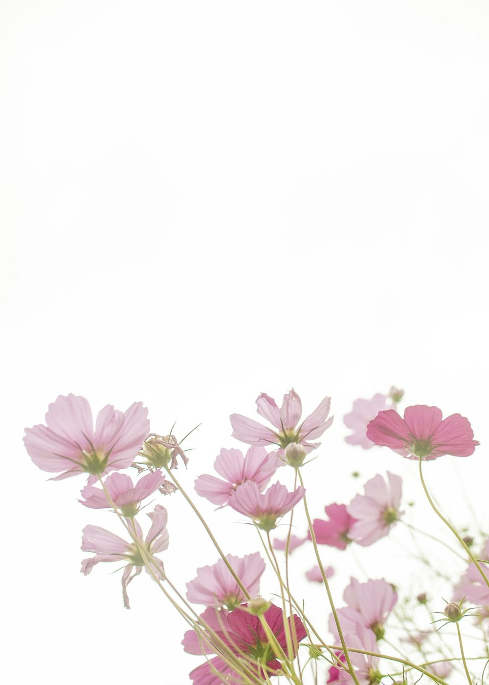 a bunch of pink flowers in a vase