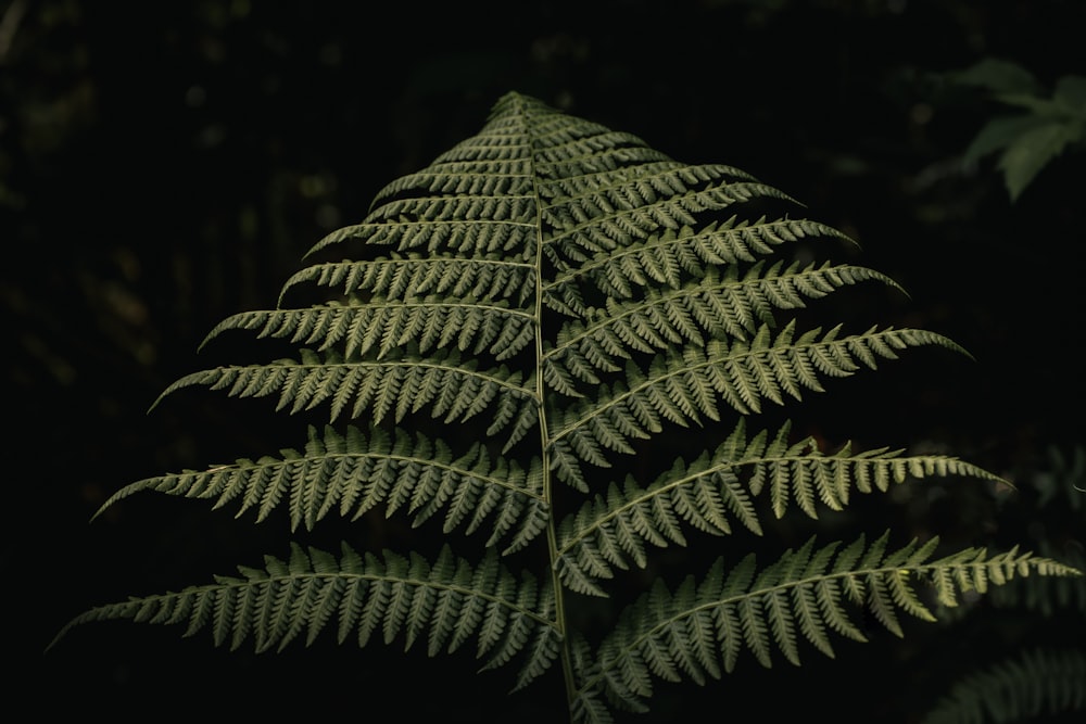 a close up of a fern leaf in the dark