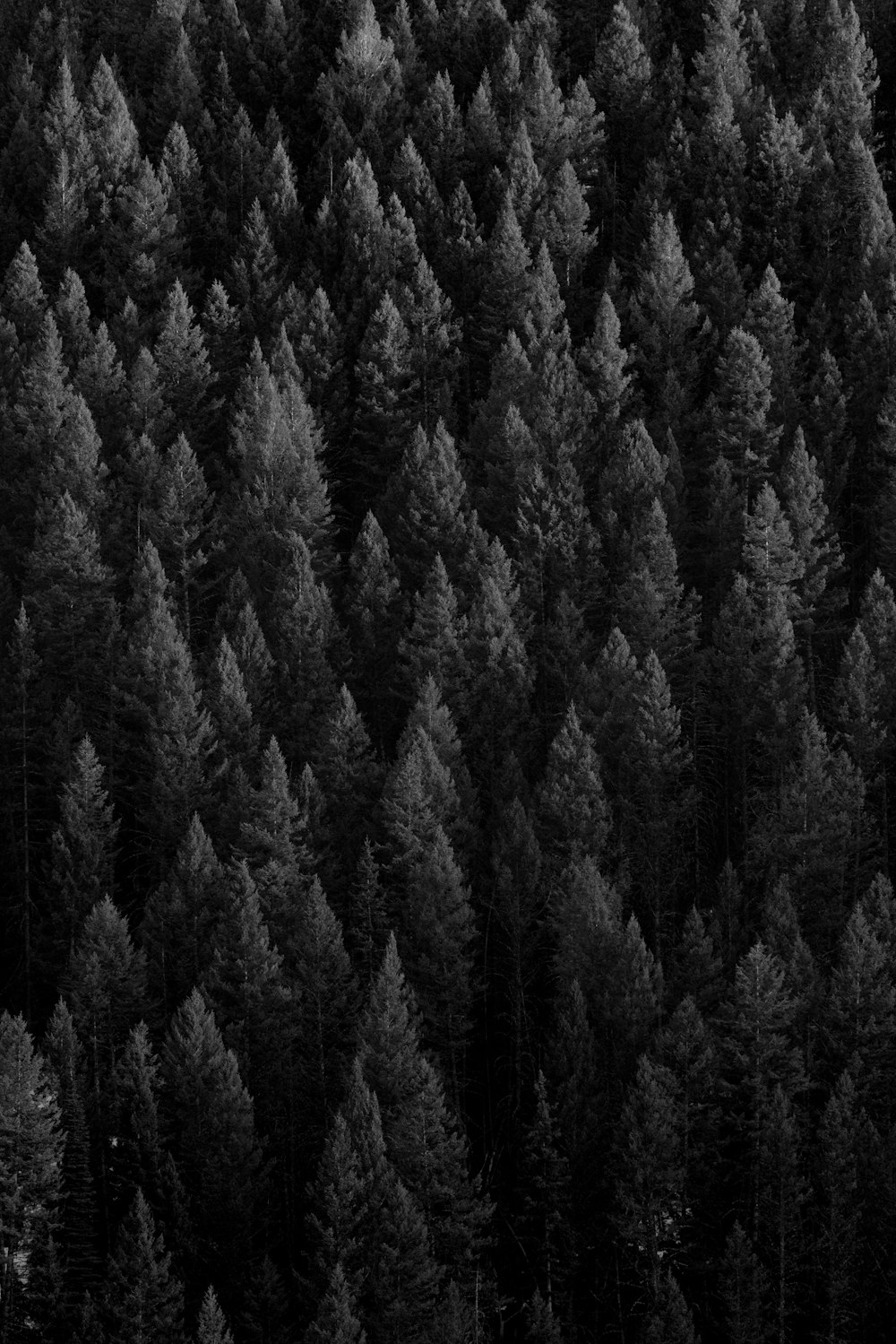 a black and white photo of a forest