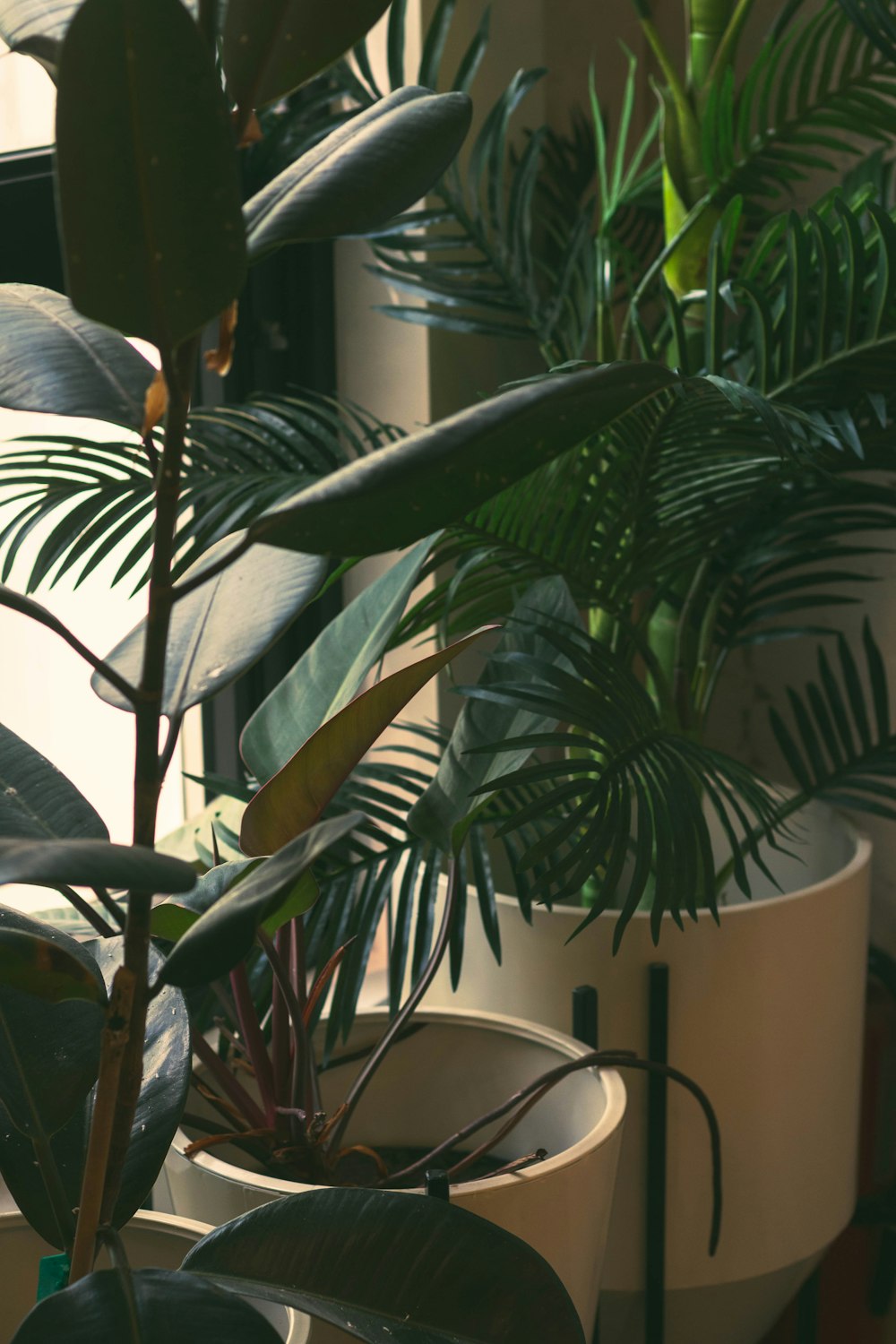 a group of potted plants sitting next to each other