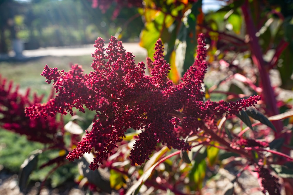 a close up of a red flower in a field