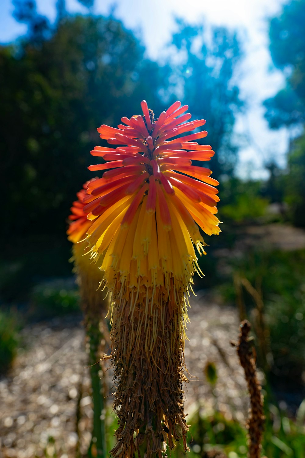 a close up of a flower in a field