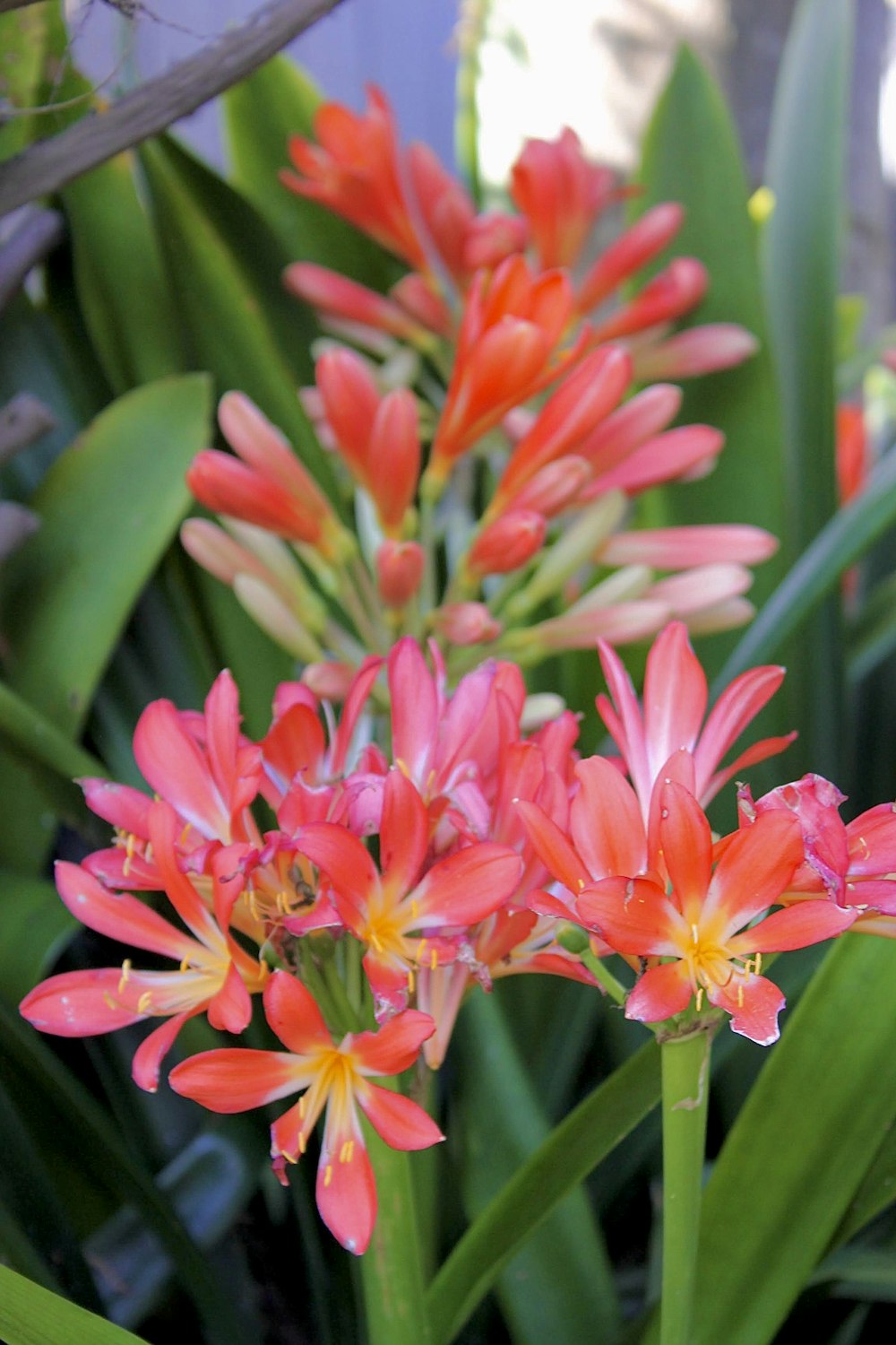 a close up of a bunch of flowers