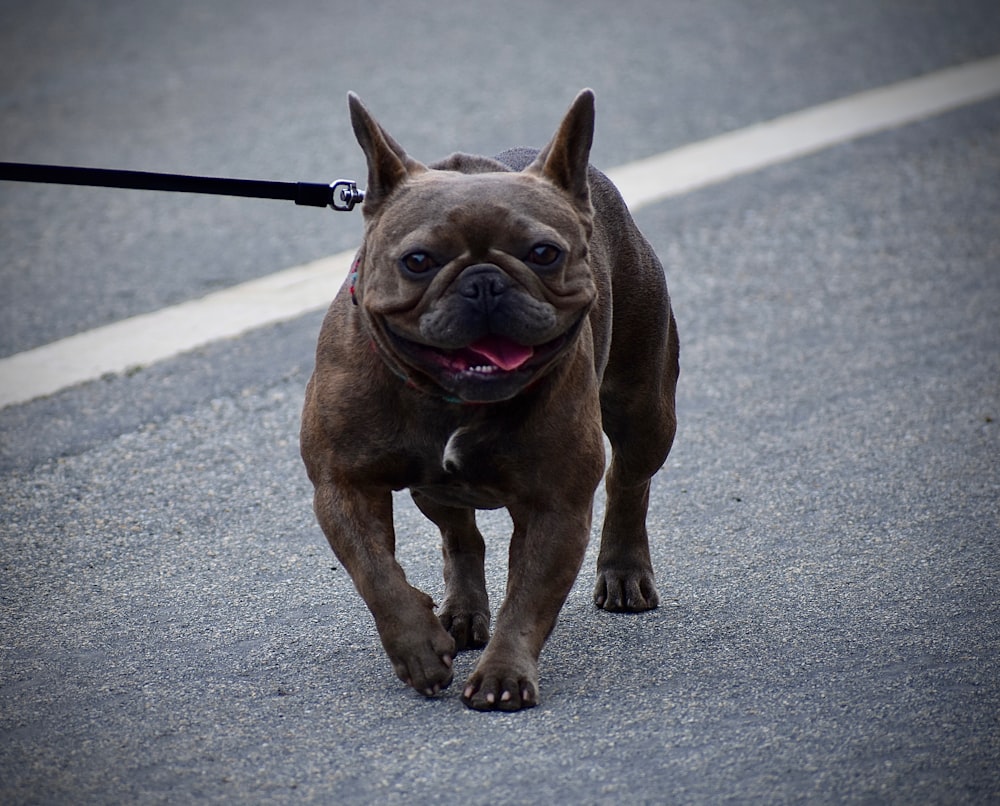 um cão marrom andando por uma rua com uma coleira
