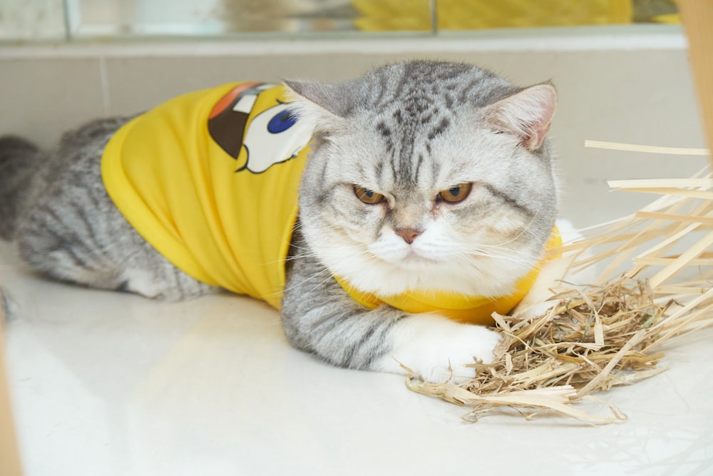 a gray and white cat wearing a yellow shirt