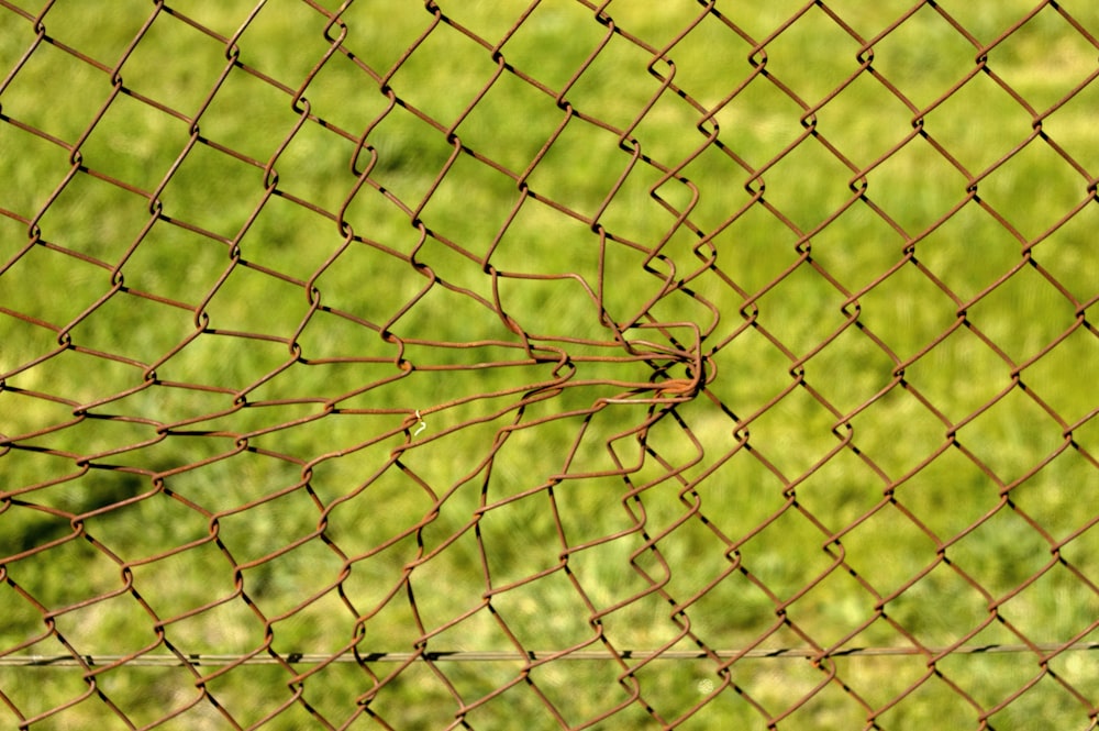 eine Nahaufnahme eines Zauns mit Gras im Hintergrund