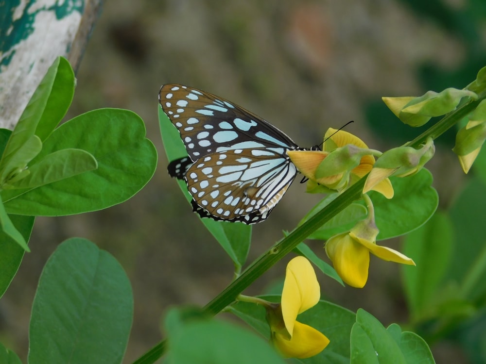 a butterfly that is sitting on a flower