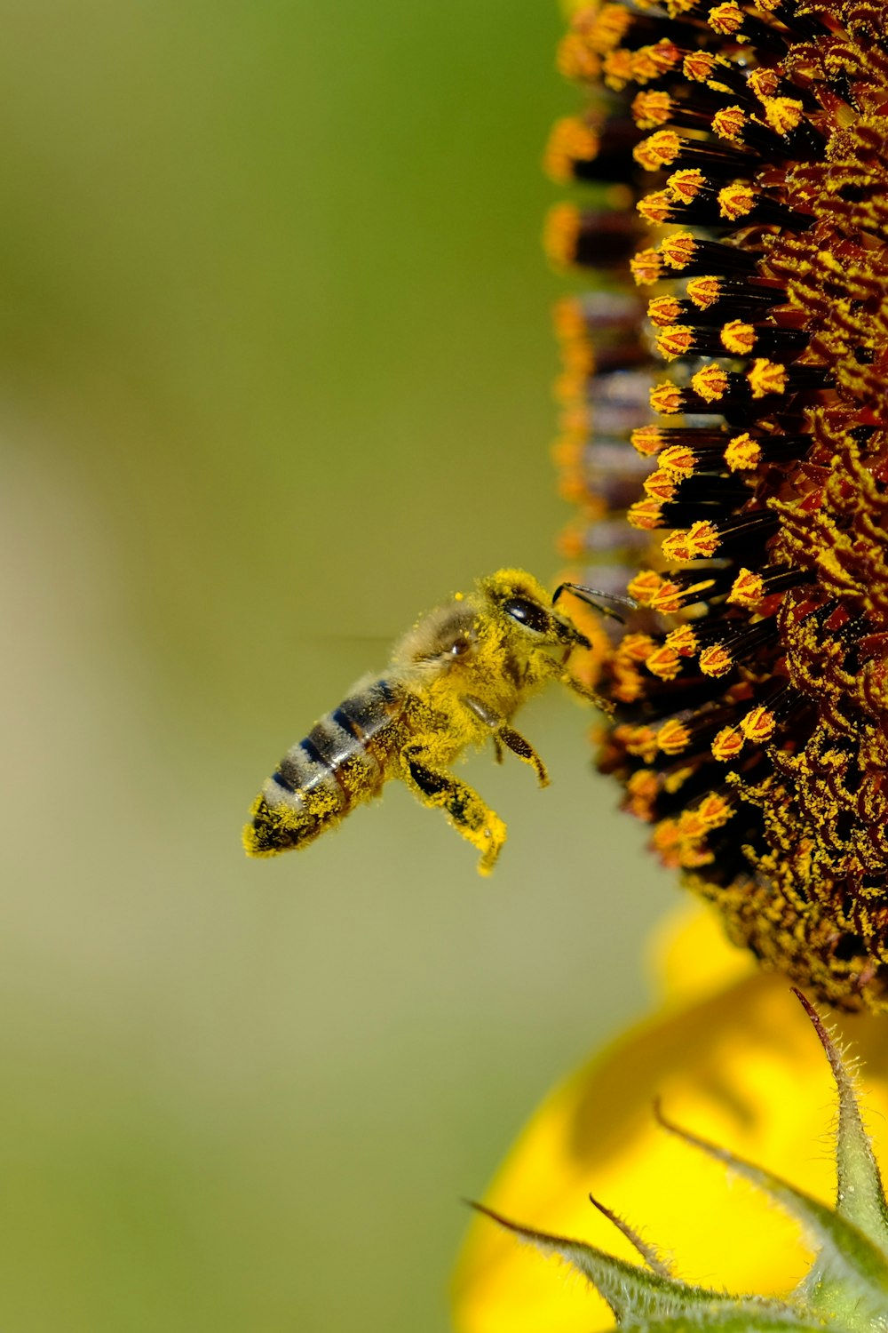 a bee flying towards a sunflower with its pollen