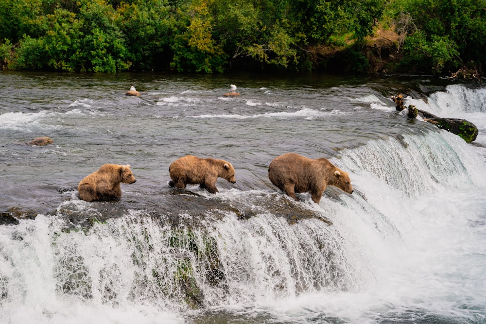 a group of brown bears standing on top of a waterfall