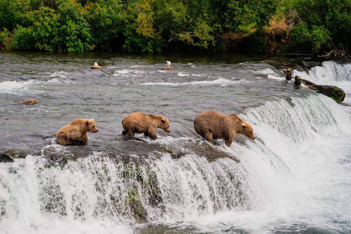 Бурые медведи у водопада в Катмае, Аляска