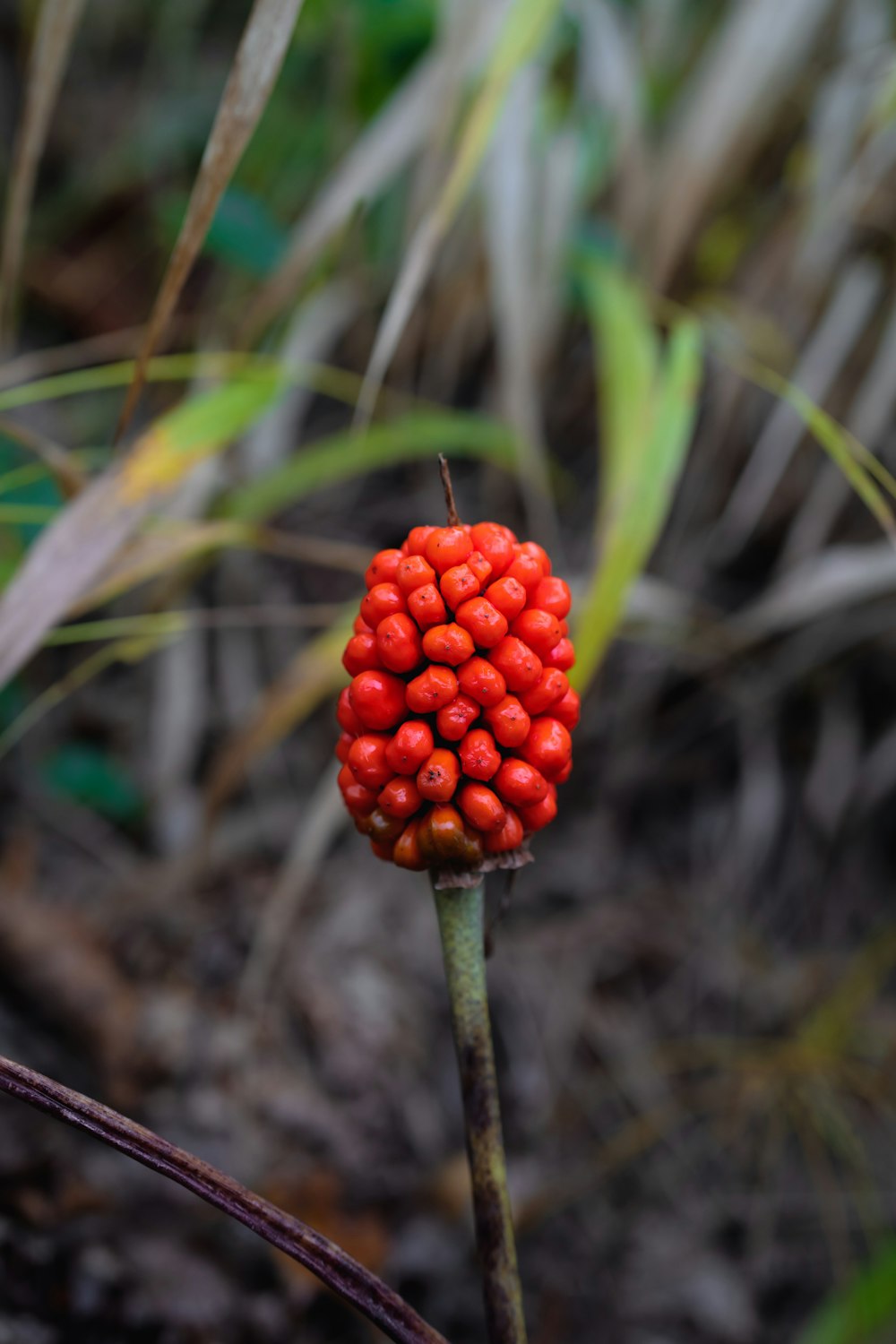 a close up of a plant with red berries on it