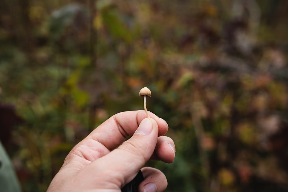 a person holding a tiny mushroom in their hand