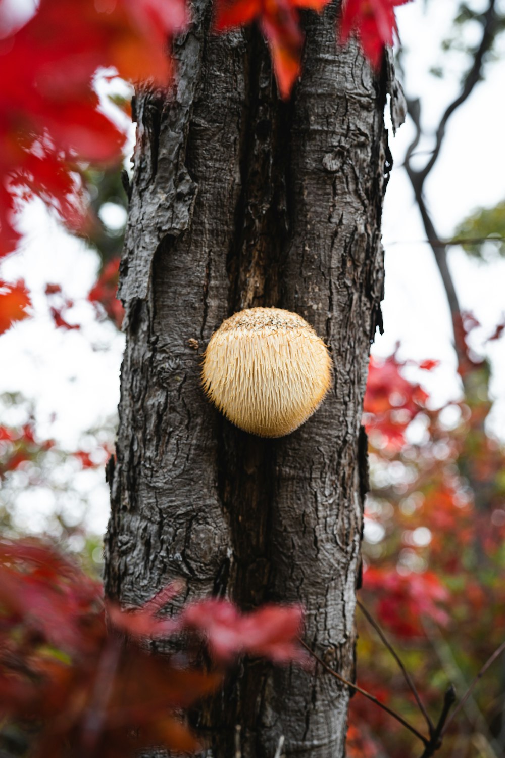 a tree with a ball hanging from it's trunk