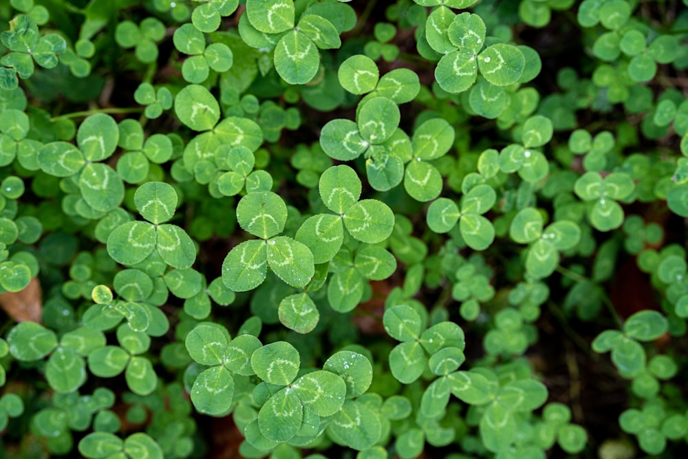 Un primo piano di una pianta verde con molte foglie