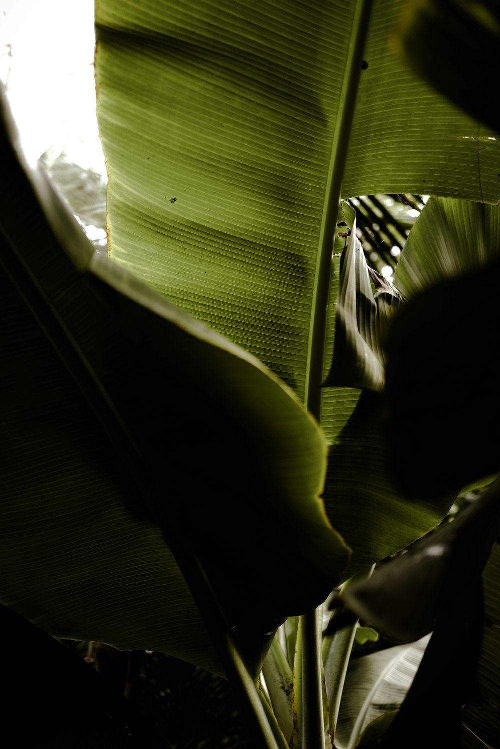 a large green plant with lots of leaves