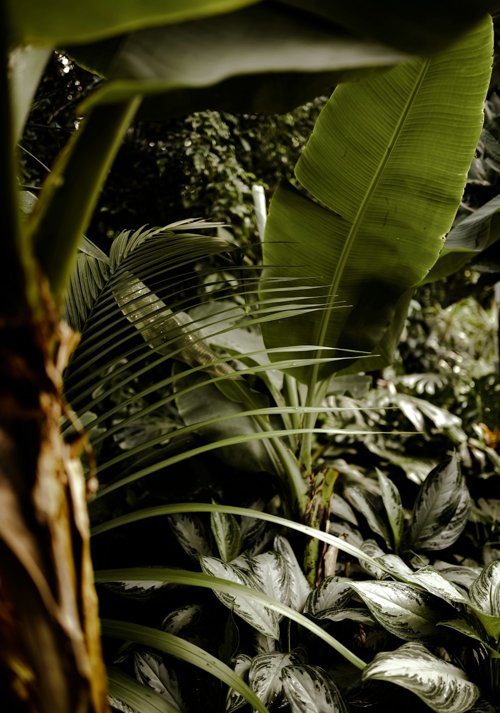 a lush green forest filled with lots of leaves