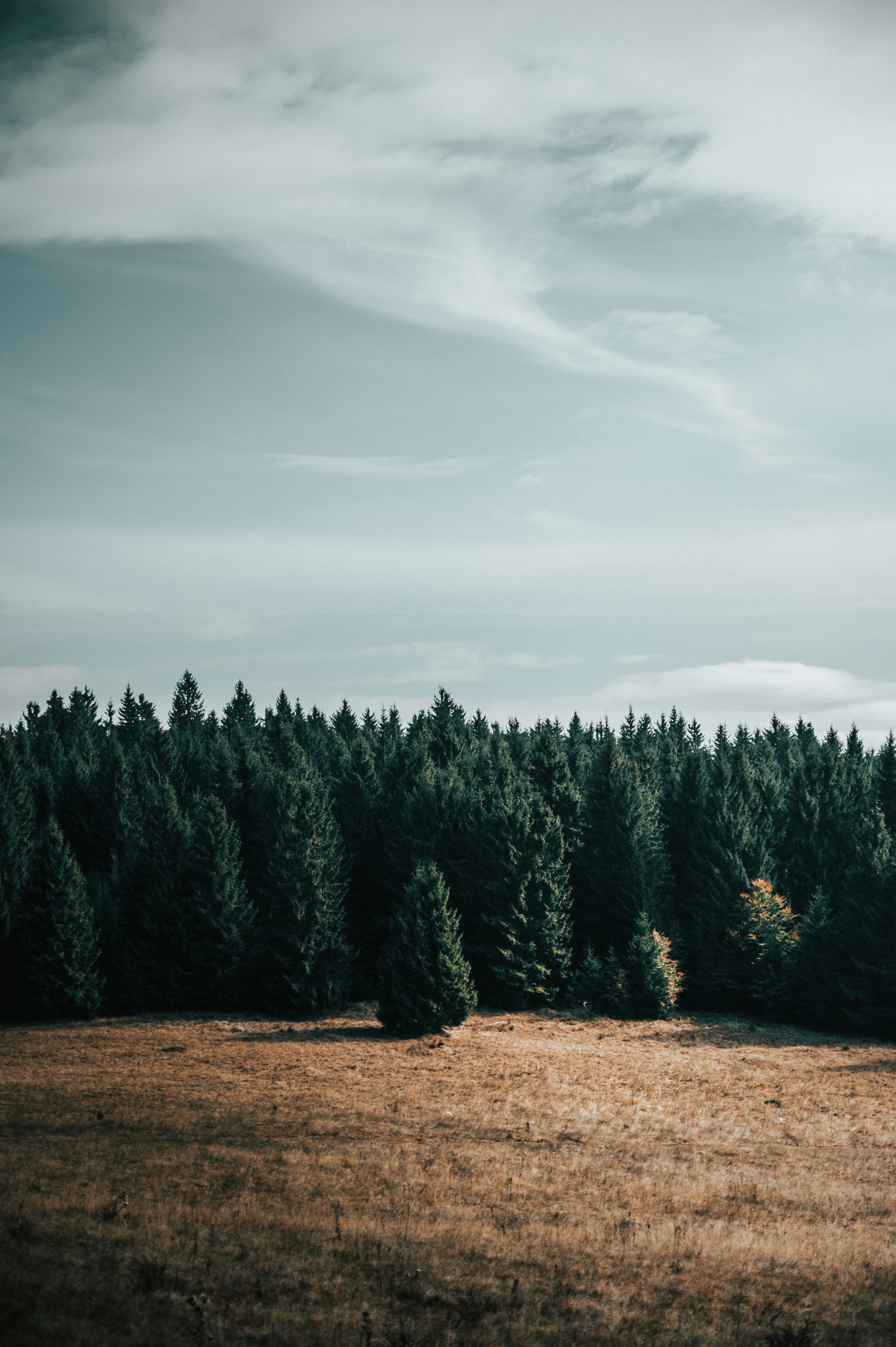 Photo by tamas_tuzeskatai