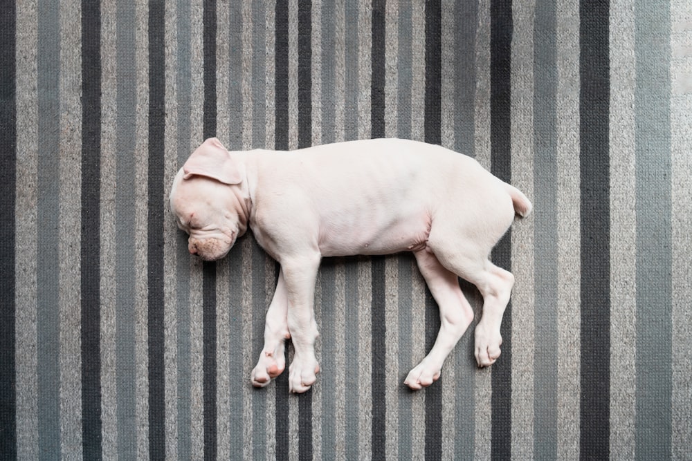 Un piccolo cane bianco che dorme in cima a un pavimento