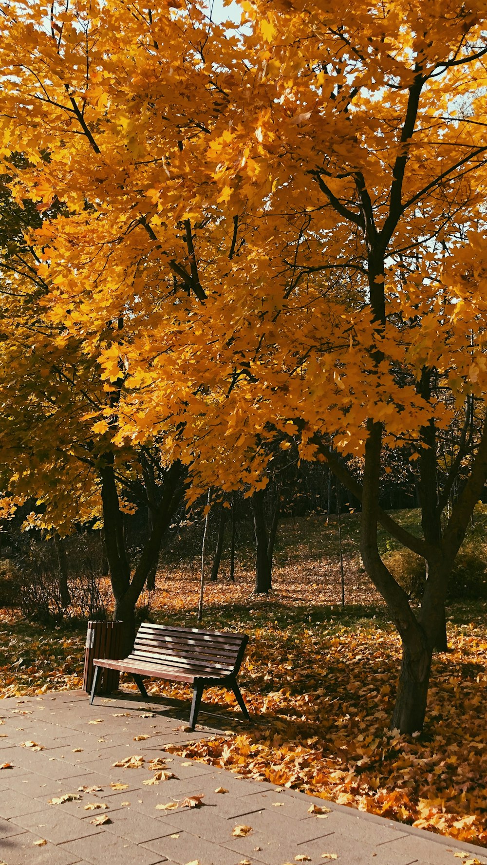 黄色い葉でいっぱいの木の下に座っている木製のベンチ