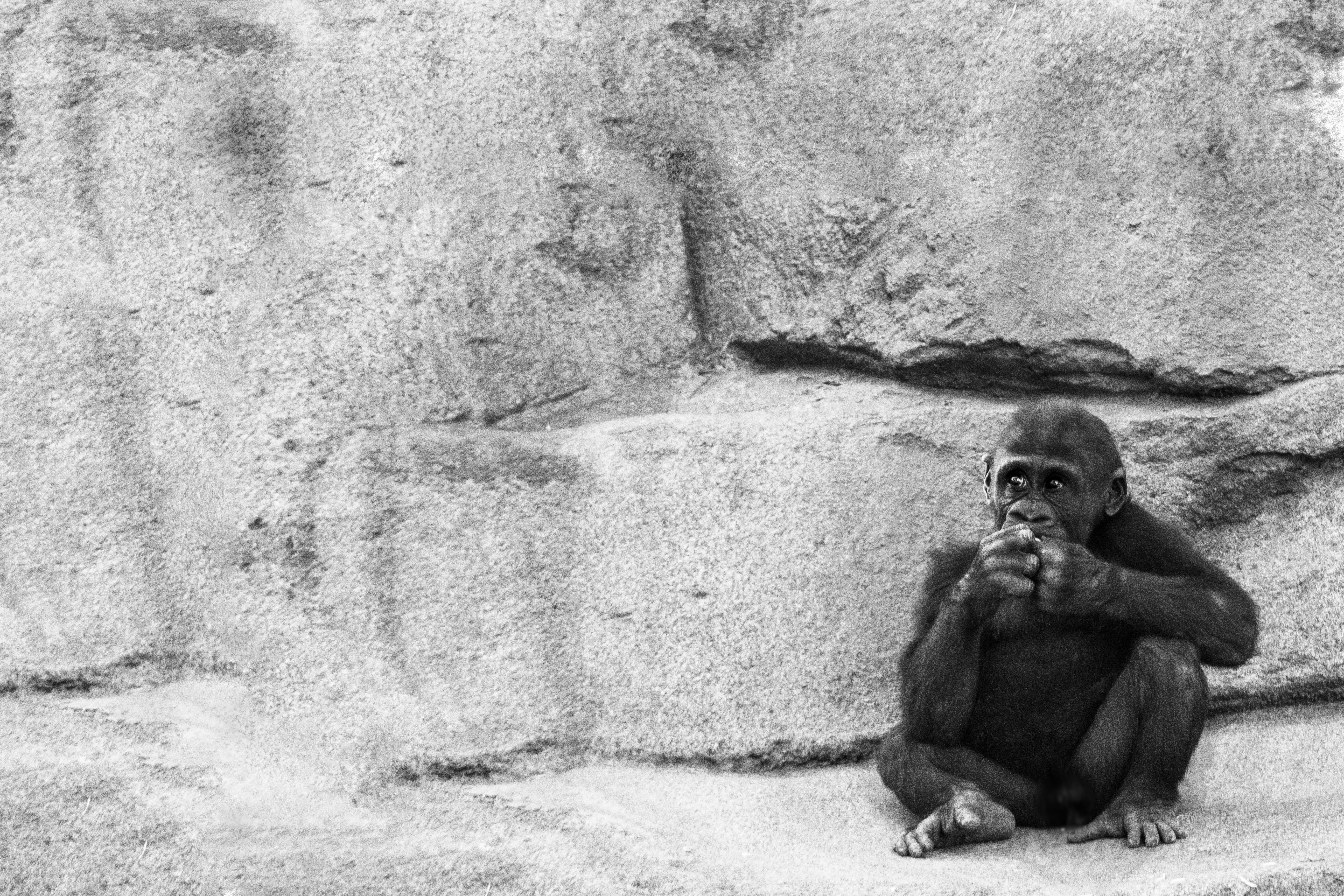 a black and white photo of a gorilla sitting on the ground