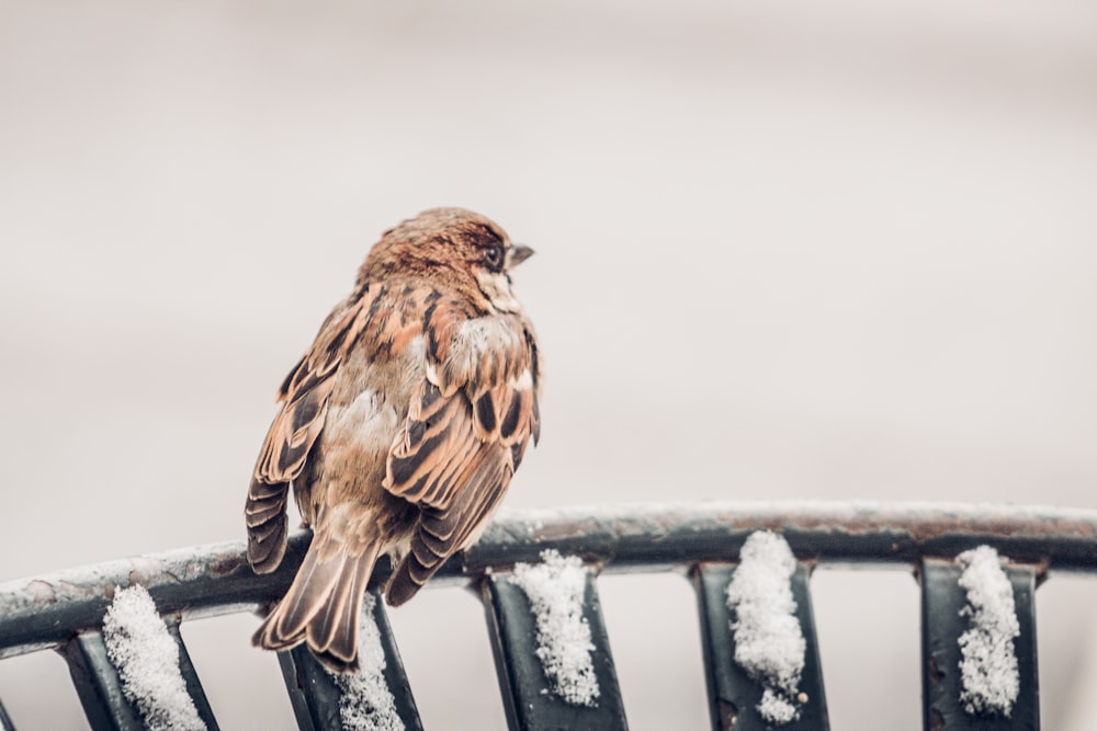 a bird sitting on top of a metal bench covered in snow
