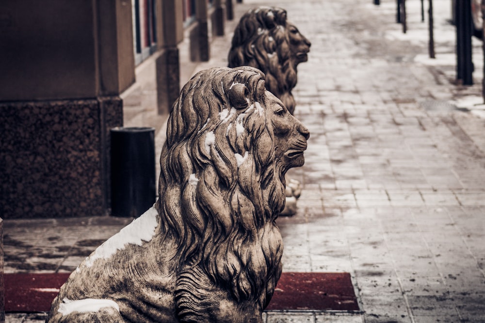 a couple of lions sitting on the side of a road