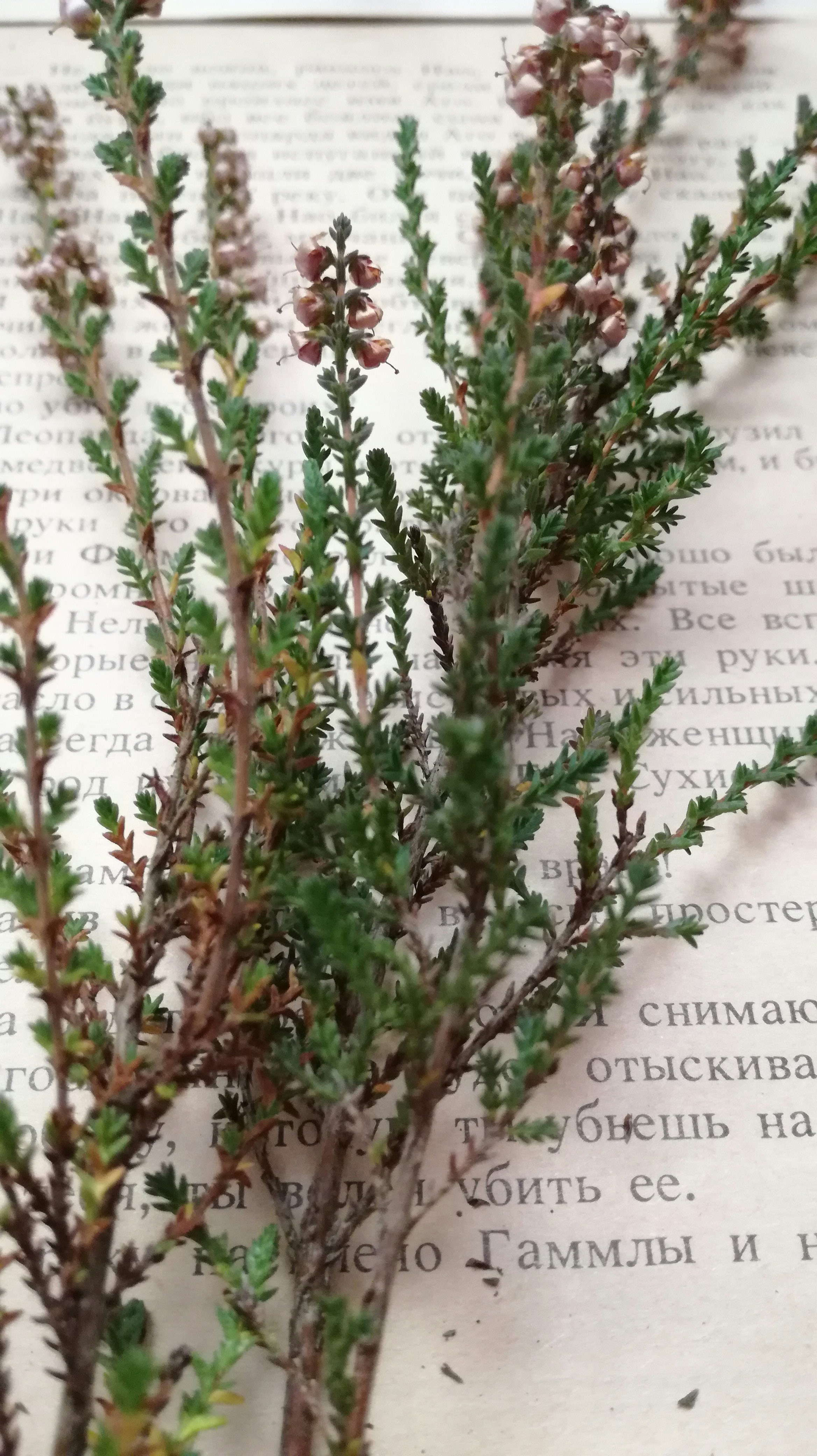 a close up of a plant on a piece of paper