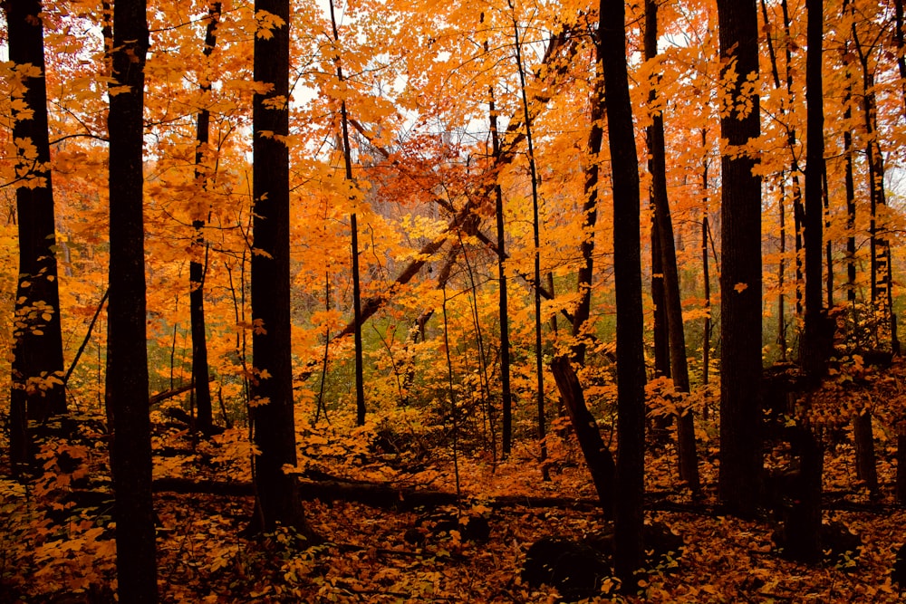 a forest filled with lots of trees covered in yellow leaves