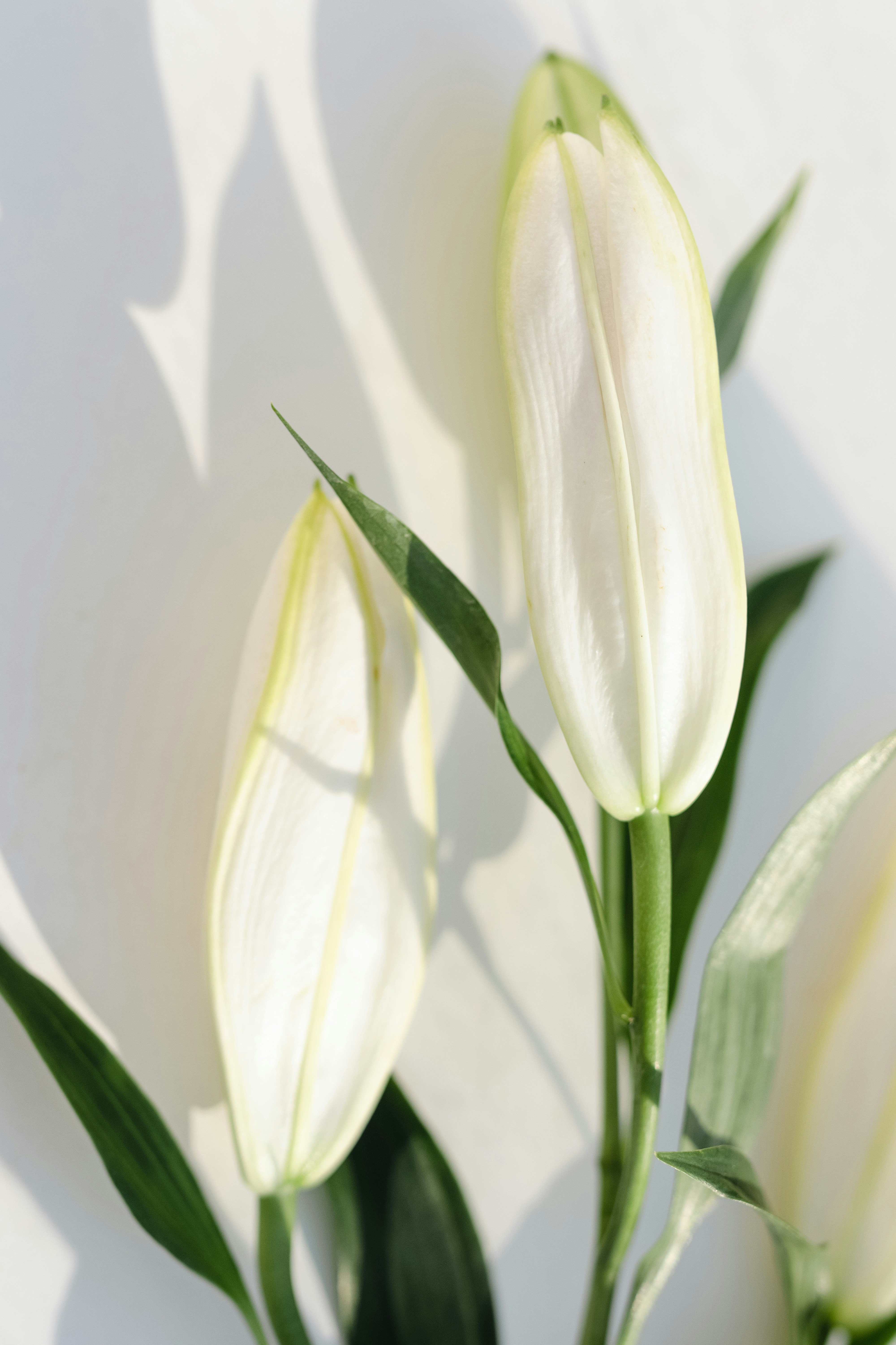 Photo by filipp_roman_photography