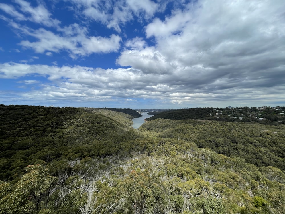 a view of a river running through a lush green forest